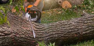 How Our Tree Care Process Works  in  Kingston, NJ