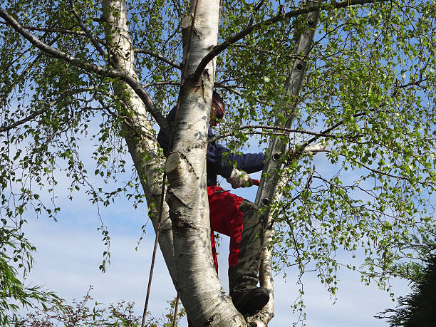 Tree and Shrub Care in Kingston, NJ